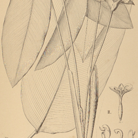 32. CALATHEA I. capitata, II. pacifica.