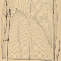 35. ISCHOSIPHON obliquus.