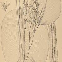 36. ISCHNOSIPHON ovatus.