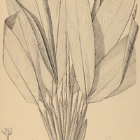 37. ISCHNOSIPHON I. Martianus, II. smaragdinus.