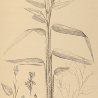 39. MARANTA I. noetiflora, II. Ruiziana.