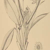 41. STROMANTHE sanguinea.