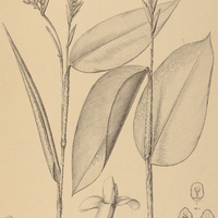 42. STROMANTHE Porteana.