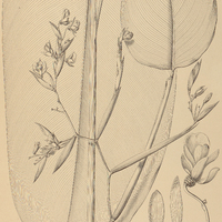 43. STROMANTHE papillosa.