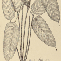 44. CTENANTHE Kummeriana.