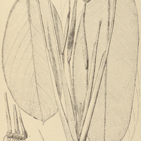 46. SARANTHE leptostachya.