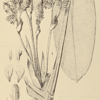 47. SARANTHE I. RIedeliana, II. leptostachya.