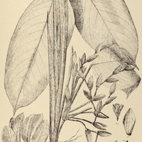 48. SARANTHE I. urceolata, II. ustulata.