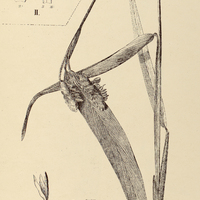 49. SARANTHE I. Cuiabensis, II. Klotzschiana.