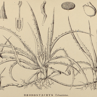 51. RHODOSTACHYS Urbaniana.