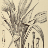 52. BROMELIA scarlatina.