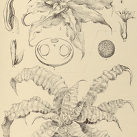 54. CRYPTANTHUS I. acaulis, II. zonatus.