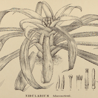 55. NIDULARIUM Scheremetiewii.