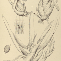 56. NIDULARIUM I. ampullaceum, II. denticulatum var. simplex.