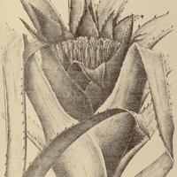 57. CANISTRUM cyathiforme.