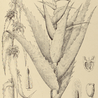 58. PRANTLEIA I. glabra, II. leprosa.