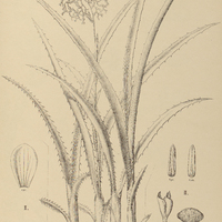 59. ARAEOCOCCUS I. micranthus, II. parviflorus.
