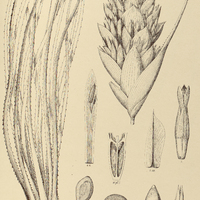62. STREPTOCALYX angustifolius.