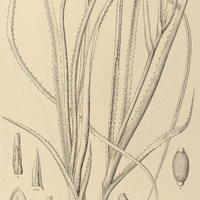 63. ACANTHOSTACHYS strobilacea.