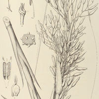 64. PORTEA PEtropolitana.