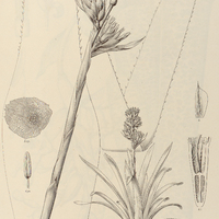 65. GRAVISIA chrysocoma.