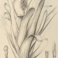 67. AECHMEA gamosepala.