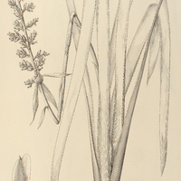 69. AECHMEA angustifolia.
