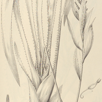 72. AECHMEA contracta.
