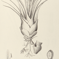 75. QUESNELIA tillandsioides.