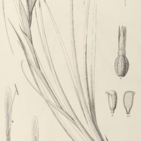 76. BILLBERGIA Bonplandiana.