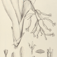 77. BILLBERGIA elegans.