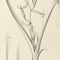 78. BILLBERGIA Pohliana.