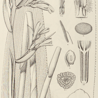 79. BILLBERGIA Tweedieana.