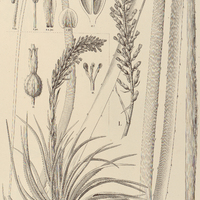 80. I. NEOGLAZIOVIA variegata ; II. FERNSEEA Itatiaiae.