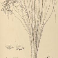 81. PITCAIRNIA caricifolia.