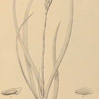 82. PITCAIRNIA ensifolia.