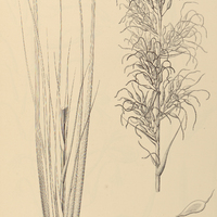 83. PITCAIRNIA inermis.
