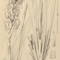 85. PITCAIRNIA recurvata.