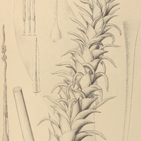 86. PITCAIRNIA nigra.