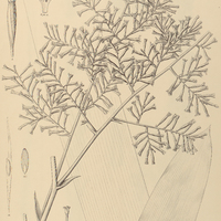 87. BROCCHINIA panniculata.