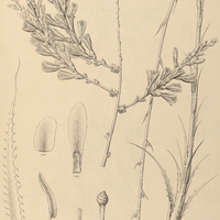 95. DEUTEROCOHNIA longipetala.