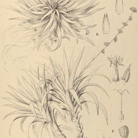 96. NAVIA I. caulescens, II. acaulis.