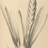 97. VRIESEA rostrum Aquilae.