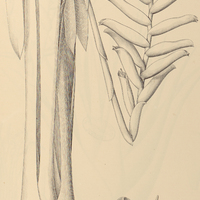 98. VRIESEA recurvata.