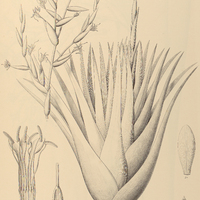 99. VRIESEA Lubbersii.