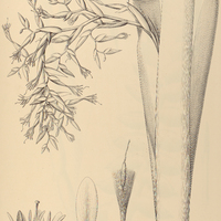 100. VRIESEA billbergioides.
