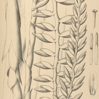 102. VRIESEA Regnellii.