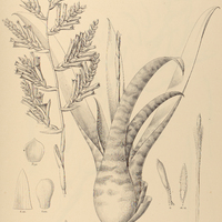 103. VRIESEA Luschnathii.