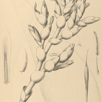 104. VRIESEA crassa.