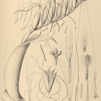 105. VRIESEA imperialis.